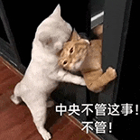 萌寵 貓咪 中央不管這事 呆萌 可愛