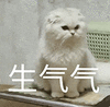 萌宠 猫咪 生气气 呆萌 可爱