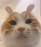 萌宠 猫咪 耳朵 呆萌 可爱
