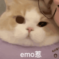 萌宠 猫咪 emo 呆萌 可爱