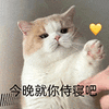 萌宠 猫咪 今晚就你侍寝吧 呆萌 可爱