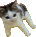 萌宠 猫咪 摇 呆萌 可爱