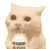 萌宠 猫咪 喝奶 呆萌 可爱