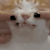 萌宠 猫咪 捏脸 呆萌 可爱