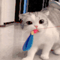萌宠 猫咪 我来了 呆萌 可爱