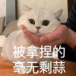 萌宠 猫咪 被拿捏的毫无剩蒜 呆萌 可爱