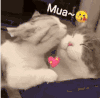 萌宠 猫 mua 呆萌 可爱