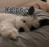 萌宠 猫星人 这很不ok 拒绝 呆萌 可爱