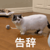 萌宠 猫咪 告辞 呆萌 可爱