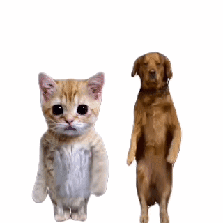猫咪 可爱 meme 日常