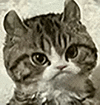 萌宠 猫咪 生气 呆萌 可爱