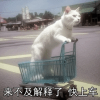 萌宠 猫咪 来不及解释了快上车 呆萌 可爱