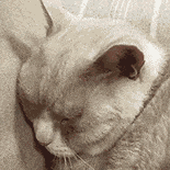萌宠 猫咪 伤心 呆萌 可爱