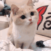 萌宠 猫咪 好奇 呆萌 可爱