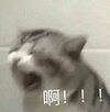 萌宠 猫咪 啊 呆萌 可爱