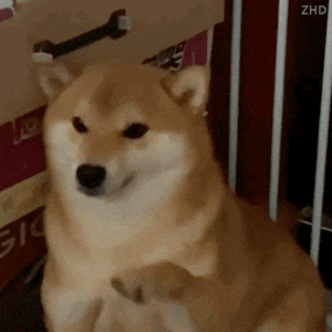 萌宠 狗狗 捏 呆萌 可爱