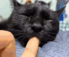 萌宠 猫咪 吃手指 呆萌 可爱