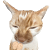 萌宠 猫咪 给我 呆萌 可爱
