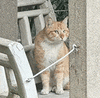 萌宠 猫咪 盯 呆萌 可爱