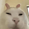 萌宠 猫咪 盯 呆萌 可爱
