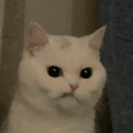 萌宠 猫 生气 撅嘴 呆萌 可爱
