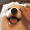 萌宠 狗狗 摸头 呆萌 可爱