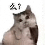 萌宠 猫咪 么 呆萌 可爱