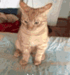 萌宠 猫咪 不理你 呆萌 可爱