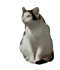 猫meme 猫咪 可爱 搞怪