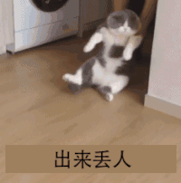 萌宠 猫咪 出来丢人 呆萌 可爱