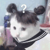 萌宠 猫咪 ？ 呆萌 可爱