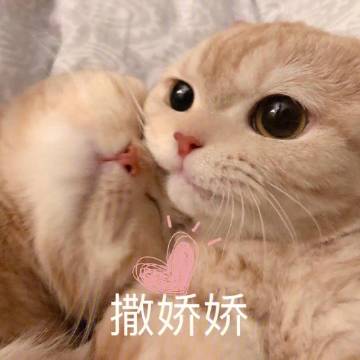 害羞表情包 猫咪图片