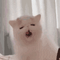 萌宠 猫咪 困 呆萌 可爱