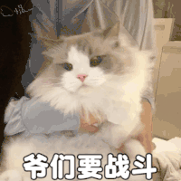 萌宠 猫咪 爷们要战斗 呆萌 可爱