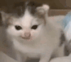 萌宠 猫咪 吃 呆萌 可爱