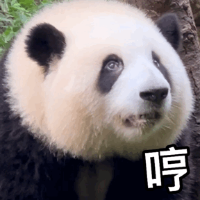 萌宠 熊猫 哼 呆萌 可爱