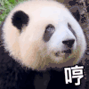 萌宠 熊猫 哼 呆萌 可爱