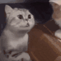 萌宠 猫咪 我来了 呆萌 可爱