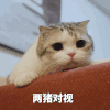 萌宠 猫咪 两猪对视 呆萌 可爱