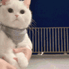 萌宠 猫咪 给你 呆萌 可爱
