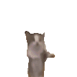 水果猫猫 香蕉猫猫 苹果猫猫 可爱 沙雕