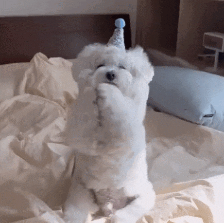 萌宠 狗狗 快乐 呆萌 可爱