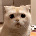 萌宠 猫咪 吐舌 呆萌 可爱