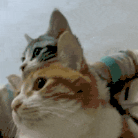 萌宠 猫咪 摇头 呆萌 可爱