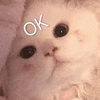 萌宠 猫咪 OK 呆萌 可爱