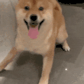 萌宠 狗狗 开心 呆萌 可爱