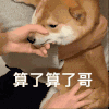萌宠 狗狗 算了算了哥 呆萌 可爱