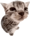 萌宠 猫咪 嫌弃 呆萌 可爱