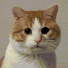萌宠 猫咪 点头 呆萌 可爱