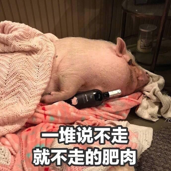 猪头肉搞笑图片图片